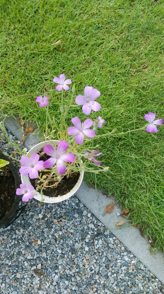 IMAG0080
